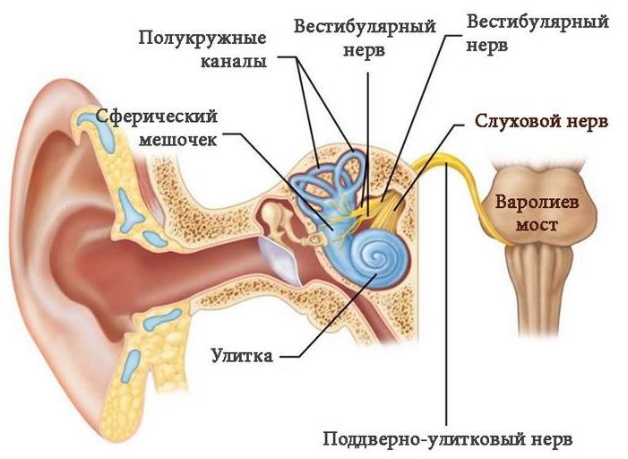 вестибулярный аппарат